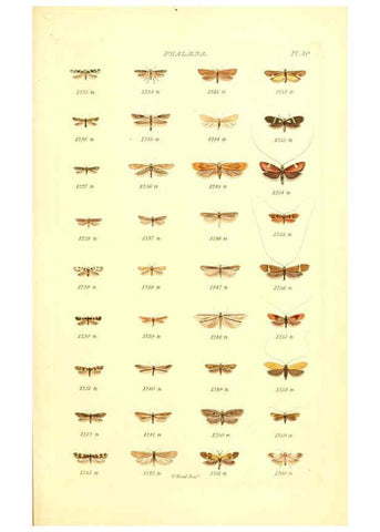 Reproducción/Reproduction 6055597165: Index entomologicus London :William Wood,1839