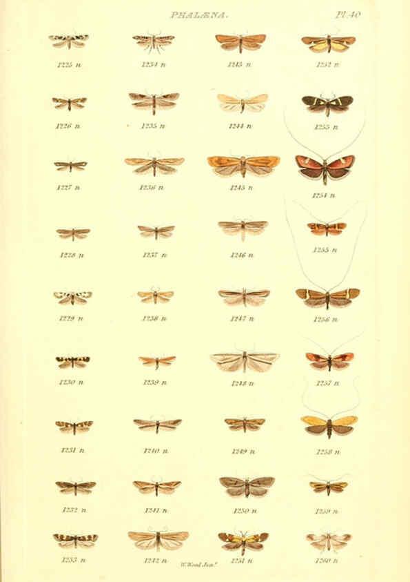 Reproducción/Reproduction 6055597165: Index entomologicus London :William Wood,1839