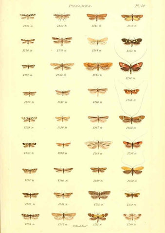 Reproducción/Reproduction 6055597165: Index entomologicus London :William Wood,1839