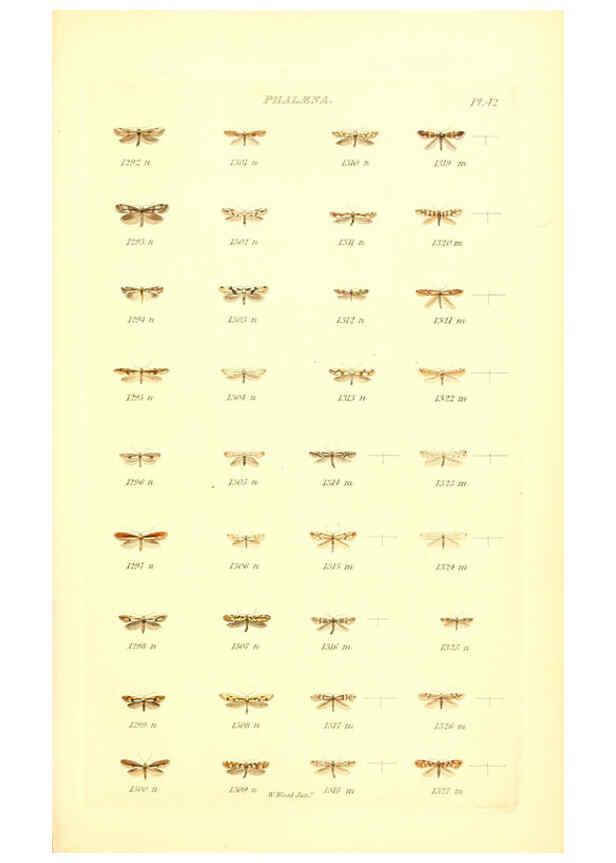 Reproducción/Reproduction 6055597585: Index entomologicus London :William Wood,1839
