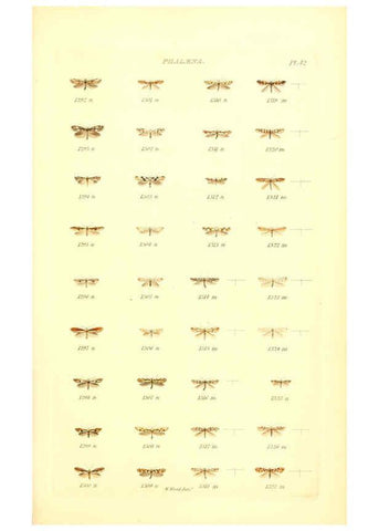 Reproducción/Reproduction 6055597585: Index entomologicus London :William Wood,1839