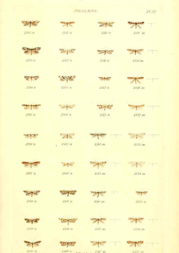 Reproducción/Reproduction 6055597585: Index entomologicus London :William Wood,1839
