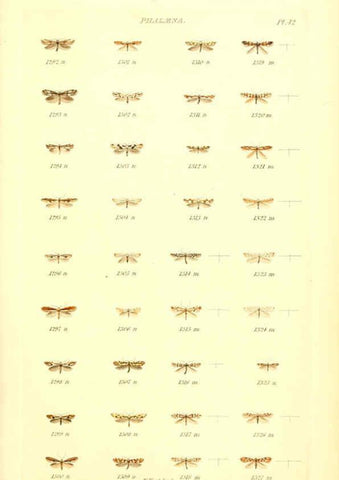 Reproducción/Reproduction 6055597585: Index entomologicus London :William Wood,1839