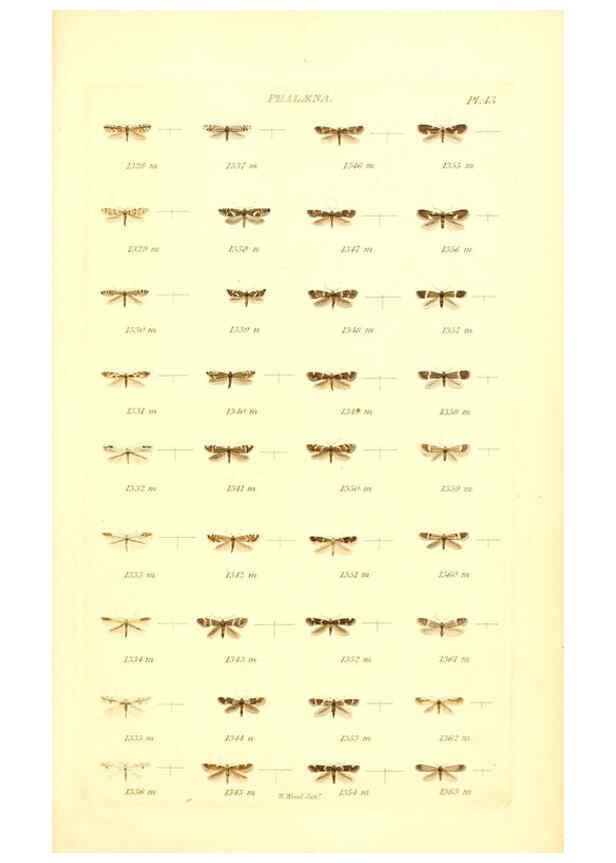 Reproducción/Reproduction 6056144536: Index entomologicus London :William Wood,1839