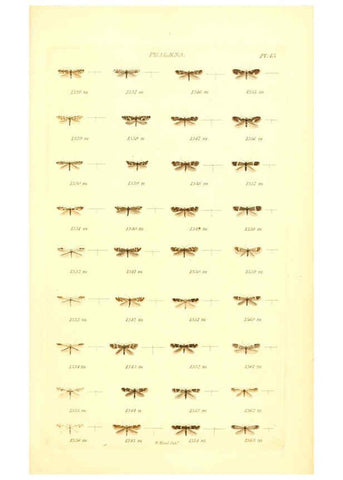 Reproducción/Reproduction 6056144536: Index entomologicus London :William Wood,1839