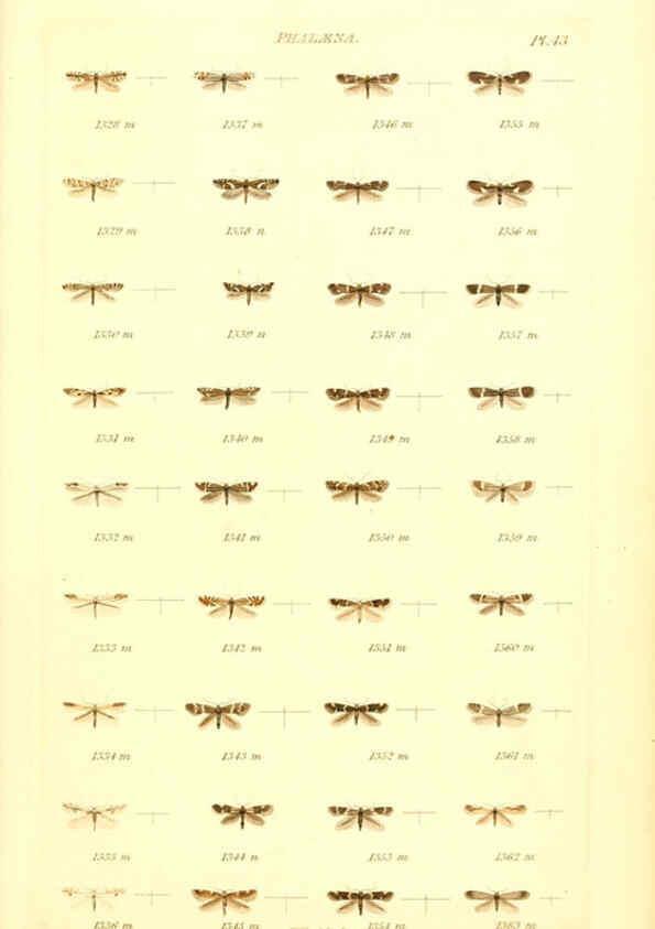 Reproducción/Reproduction 6056144536: Index entomologicus London :William Wood,1839