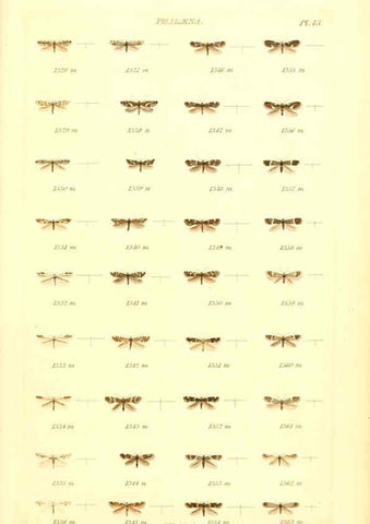 Reproducción/Reproduction 6056144536: Index entomologicus London :William Wood,1839