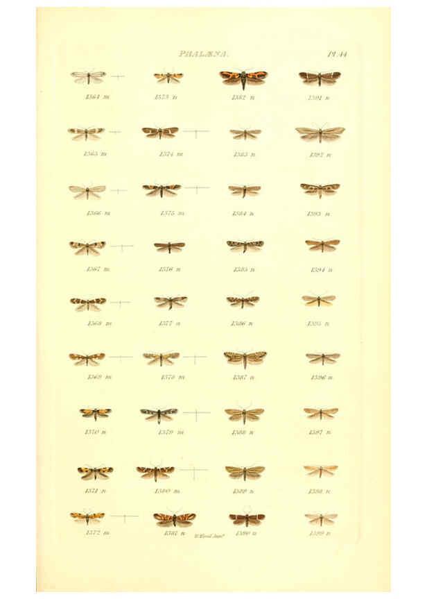 Reproducción/Reproduction 6055598109: Index entomologicus London :William Wood,1839