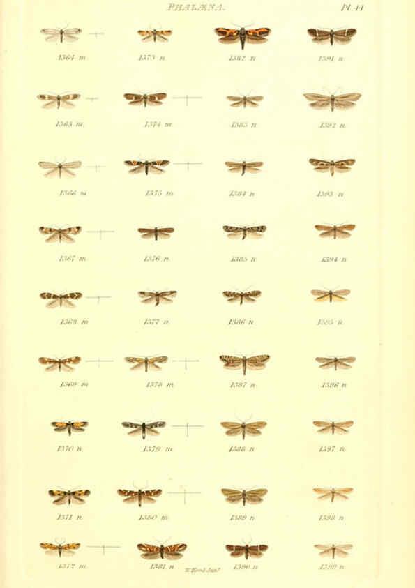 Reproducción/Reproduction 6055598109: Index entomologicus London :William Wood,1839