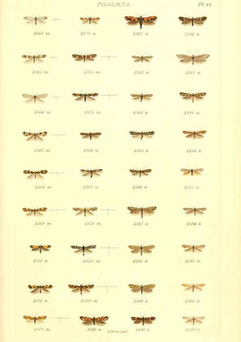 Reproducción/Reproduction 6055598109: Index entomologicus London :William Wood,1839