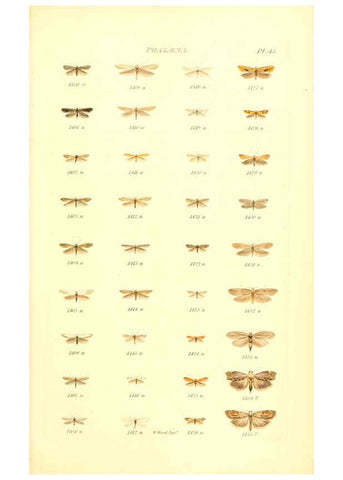 Reproducción/Reproduction 6056145038: Index entomologicus London :William Wood,1839