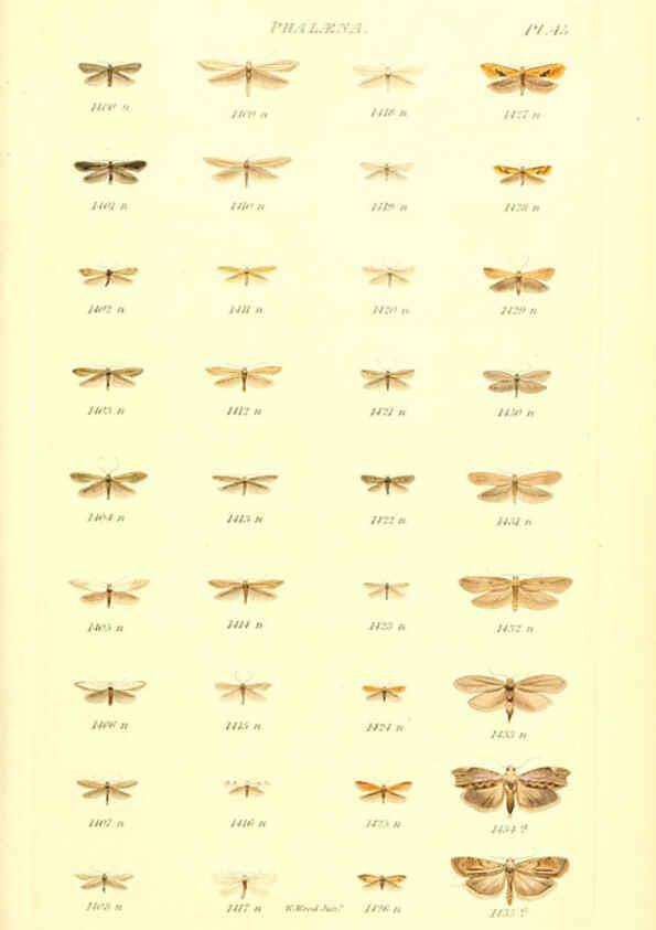 Reproducción/Reproduction 6056145038: Index entomologicus London :William Wood,1839