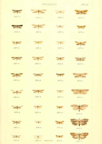 Reproducción/Reproduction 6056145038: Index entomologicus London :William Wood,1839