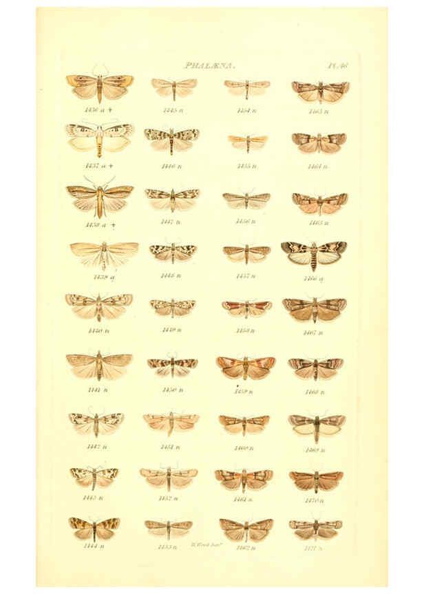 Reproducción/Reproduction 6055598611: Index entomologicus London :William Wood,1839