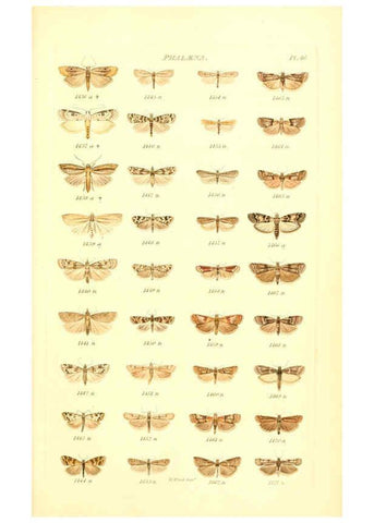 Reproducción/Reproduction 6055598611: Index entomologicus London :William Wood,1839