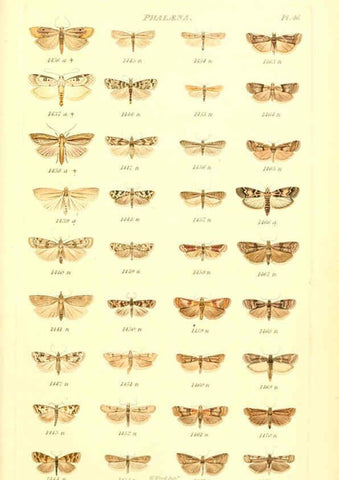 Reproducción/Reproduction 6055598611: Index entomologicus London :William Wood,1839