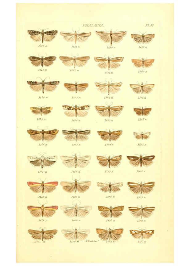 Reproducción/Reproduction 6055598843: Index entomologicus London :William Wood,1839