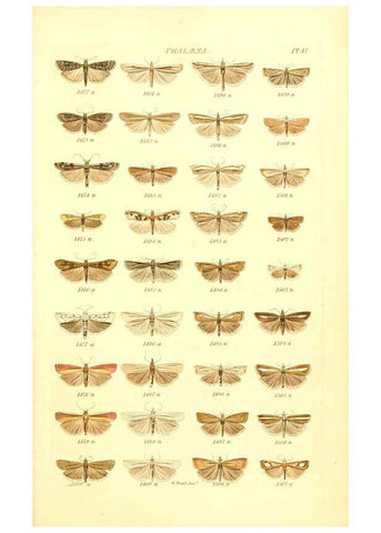 Reproducción/Reproduction 6055598843: Index entomologicus London :William Wood,1839