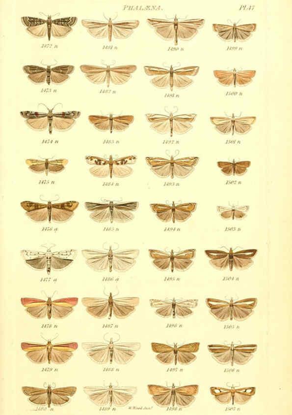 Reproducción/Reproduction 6055598843: Index entomologicus London :William Wood,1839
