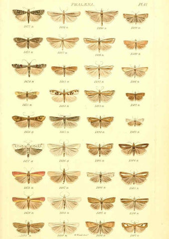 Reproducción/Reproduction 6055598843: Index entomologicus London :William Wood,1839