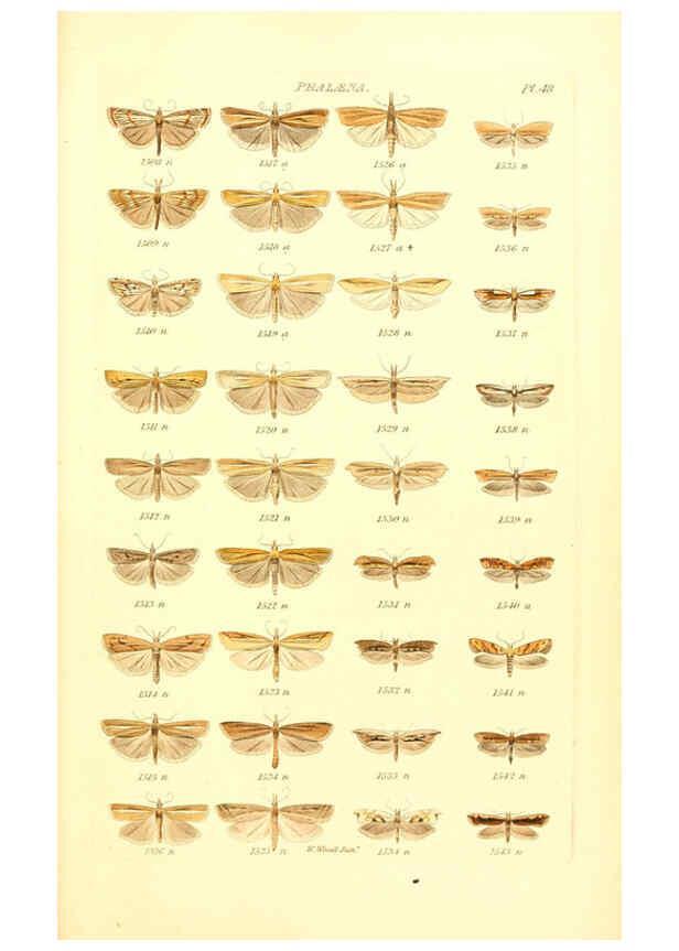 Reproducción/Reproduction 6055599147: Index entomologicus London :William Wood,1839