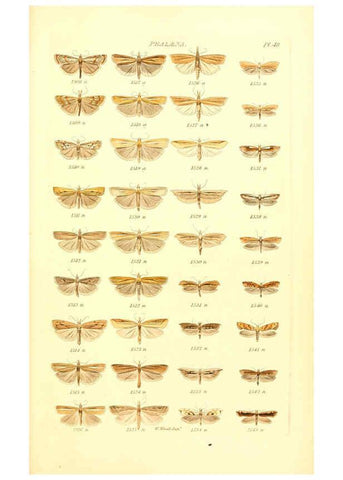 Reproducción/Reproduction 6055599147: Index entomologicus London :William Wood,1839