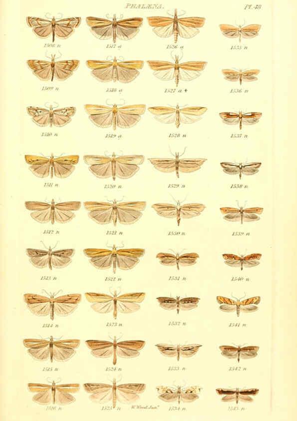 Reproducción/Reproduction 6055599147: Index entomologicus London :William Wood,1839