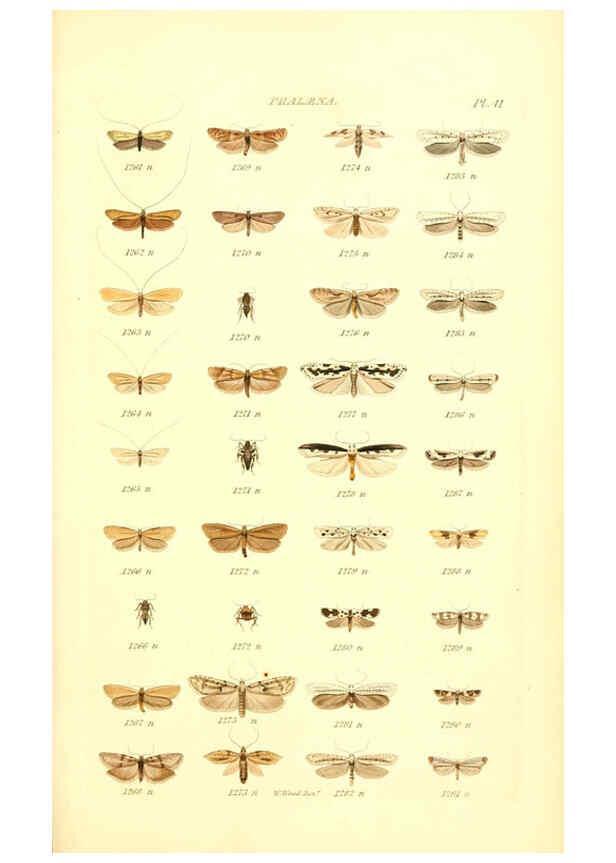 Reproducción/Reproduction 6055597353: Index entomologicus London :William Wood,1839