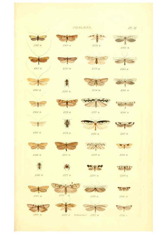 Reproducción/Reproduction 6055597353: Index entomologicus London :William Wood,1839