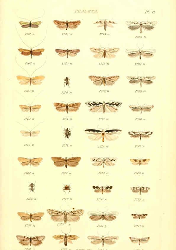 Reproducción/Reproduction 6055597353: Index entomologicus London :William Wood,1839