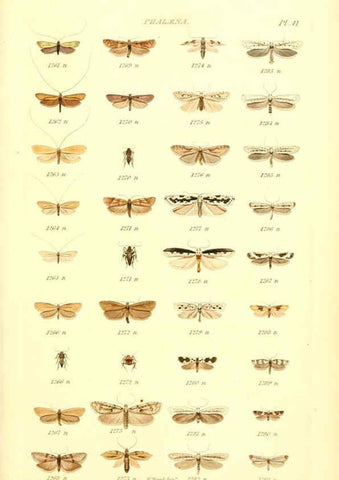 Reproducción/Reproduction 6055597353: Index entomologicus London :William Wood,1839