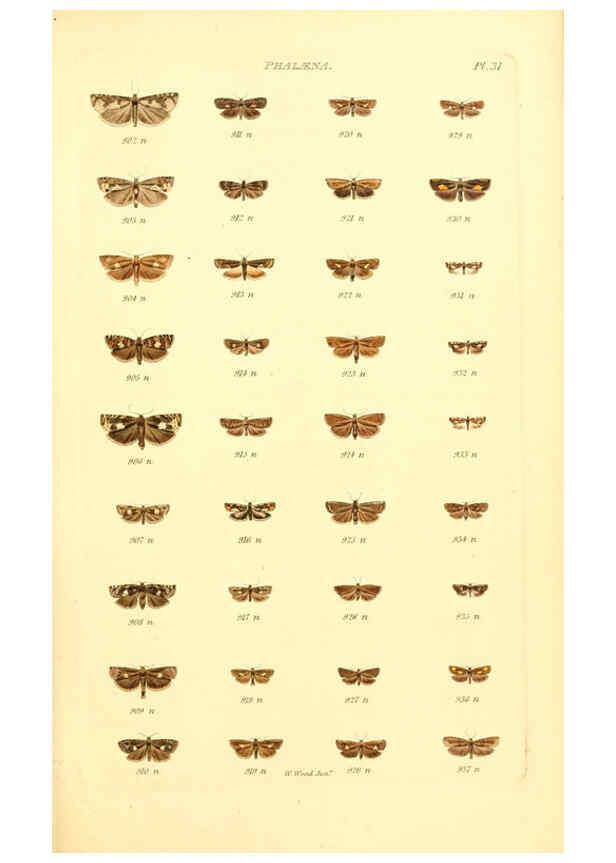 Reproducción/Reproduction 6055595011: Index entomologicus London :William Wood,1839