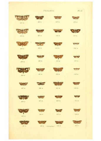 Reproducción/Reproduction 6055595011: Index entomologicus London :William Wood,1839