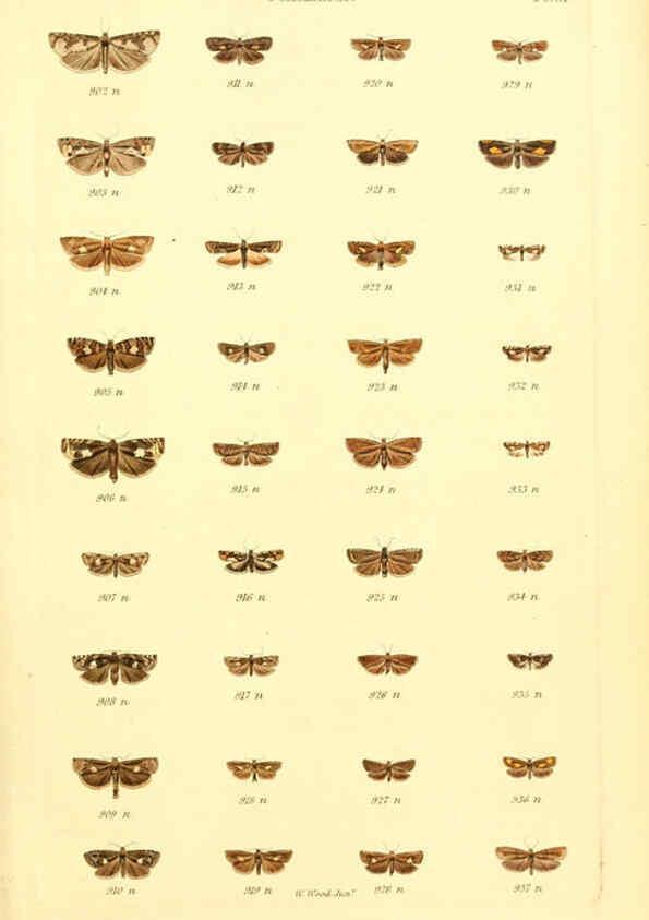 Reproducción/Reproduction 6055595011: Index entomologicus London :William Wood,1839