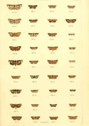 Reproducción/Reproduction 6055595011: Index entomologicus London :William Wood,1839