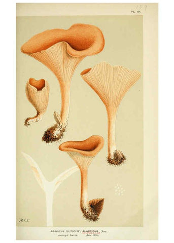 Reproducción/Reproduction 6056193914: Illustrations of British fungi (Hymenomycetes) London,Williams and Norgate,1881-91