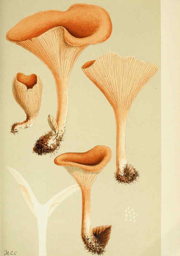 Reproducción/Reproduction 6056193914: Illustrations of British fungi (Hymenomycetes) London,Williams and Norgate,1881-91