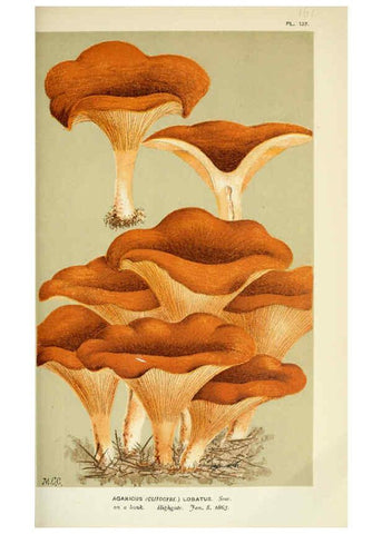 Reproducción/Reproduction 6056194398: Illustrations of British fungi (Hymenomycetes) London,Williams and Norgate,1881-91