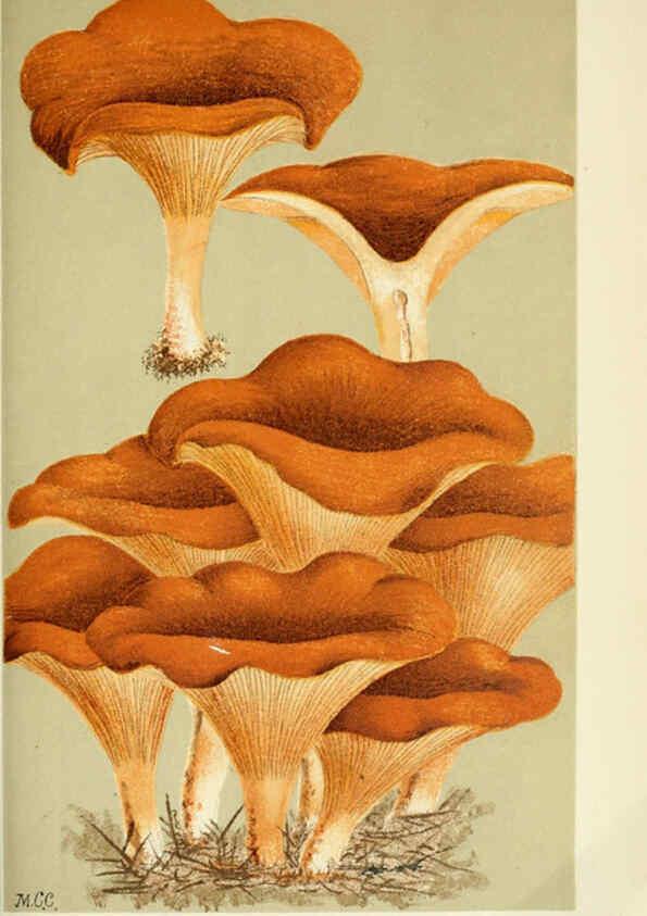 Reproducción/Reproduction 6056194398: Illustrations of British fungi (Hymenomycetes) London,Williams and Norgate,1881-91