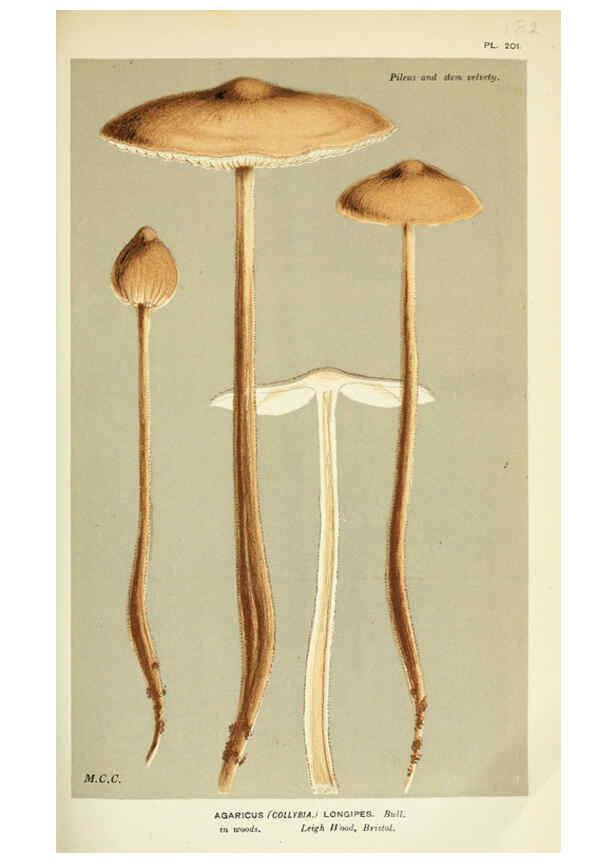 Reproducción/Reproduction 6055653463: Illustrations of British fungi (Hymenomycetes) London,Williams and Norgate,1881-91