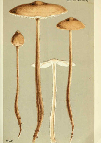 Reproducción/Reproduction 6055653463: Illustrations of British fungi (Hymenomycetes) London,Williams and Norgate,1881-91