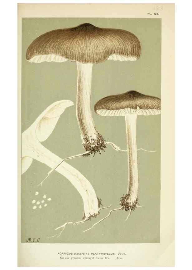 Reproducción/Reproduction 6056200532: Illustrations of British fungi (Hymenomycetes) London,Williams and Norgate,1881-91