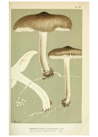 Reproducción/Reproduction 6056200532: Illustrations of British fungi (Hymenomycetes) London,Williams and Norgate,1881-91
