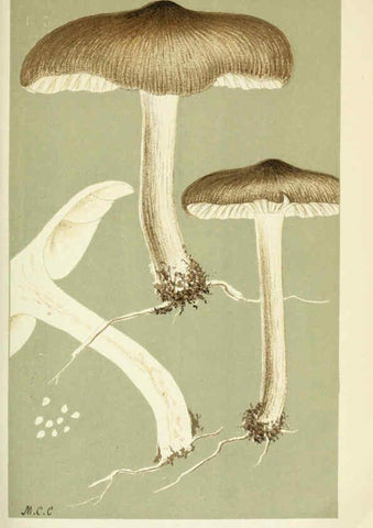 Reproducción/Reproduction 6056200532: Illustrations of British fungi (Hymenomycetes) London,Williams and Norgate,1881-91