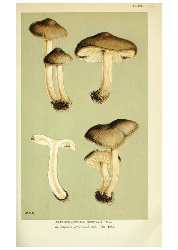 Reproducción/Reproduction 6055654227: Illustrations of British fungi (Hymenomycetes) London,Williams and Norgate,1881-91