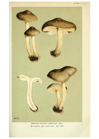 Reproducción/Reproduction 6055654227: Illustrations of British fungi (Hymenomycetes) London,Williams and Norgate,1881-91