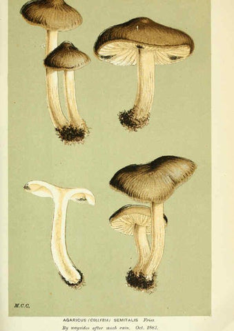 Reproducción/Reproduction 6055654227: Illustrations of British fungi (Hymenomycetes) London,Williams and Norgate,1881-91