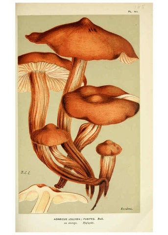 Reproducción/Reproduction 6056201280: Illustrations of British fungi (Hymenomycetes) London,Williams and Norgate,1881-91