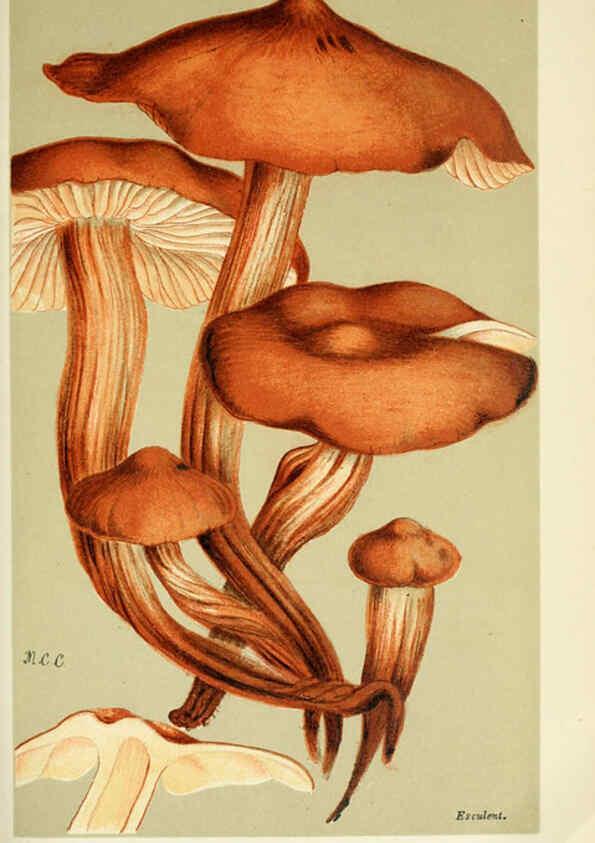 Reproducción/Reproduction 6056201280: Illustrations of British fungi (Hymenomycetes) London,Williams and Norgate,1881-91
