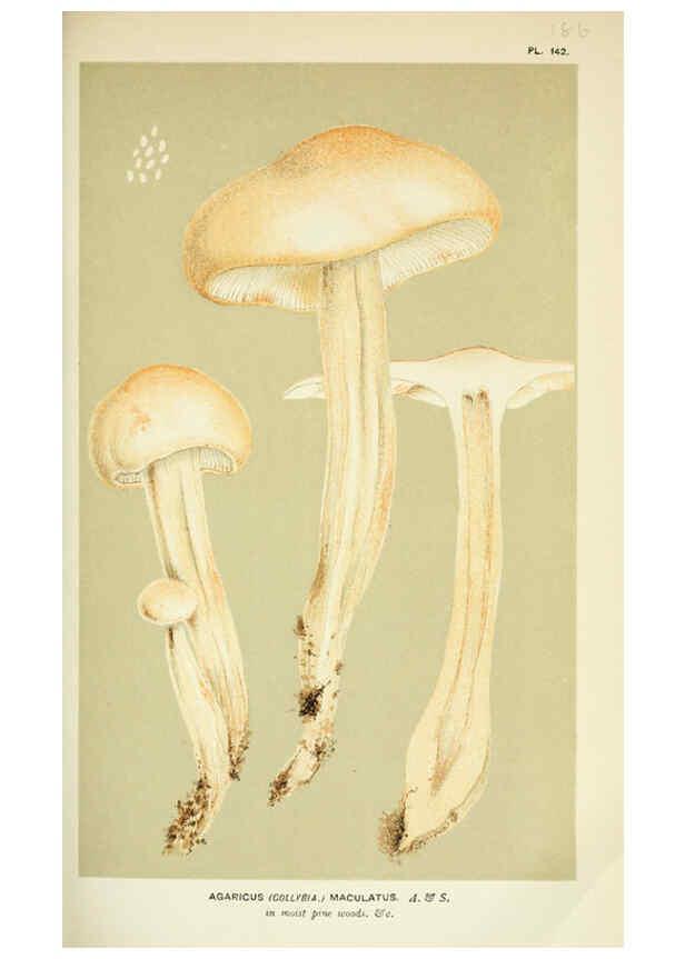 Reproducción/Reproduction 6056201534: Illustrations of British fungi (Hymenomycetes) London,Williams and Norgate,1881-91
